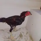 رماح