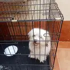 كلبه مالتيز العمر 5 اشهر اسمها لولو مطعمه ومع شهاده تطعيم من