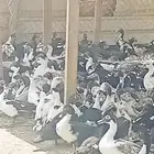 بط بلدى
