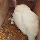 رومي فرنسي راجن على بيضه