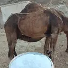 ناقه خلفه تحتها بكره