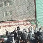 صوص فيومي عمر شهرين