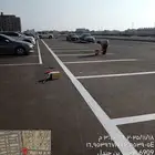 تخطيط موقف السيارات دهانات الأرصفة