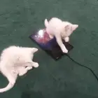 قطط