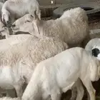 زهره بني بشر سره عبيده