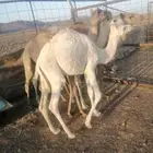 حشو 3قعدان وبكره