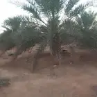 نقوم بتوريد جميع انواع النخيل العربي والواشنطن جميع المقاست