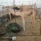 بكره قناااي
