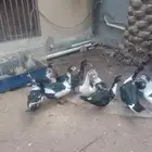 البيع بط مصري