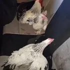 دجاج كولومبي فرنسي بيور حجم جامبو
