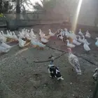 بط بكيني الحبه 30 الجمله 25 الاستفسار  ابو معن
