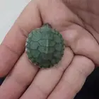 سلحفاه للبيع