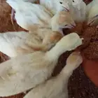 فروخ رومي ابيض فرنسي
