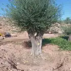 يوجد لدينا زيتون معمر مثمر جميع الأحجام ويوجد وسط ويوجد شتلا