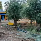 يوجد لدينا زيتون معمر مثمر جميع الأحجام ويوجد وسط ويوجد شتلا