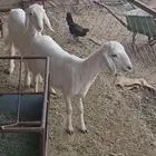 خروفين وسط بلديات نظيفه