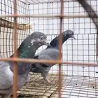 تيدي شينا أساس منتج