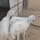 خرفان بلديات حرش