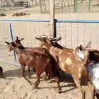 6 جفار جذعات محايليات تأسيس مراح