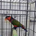 جوز لوري بلاك كاب منتج