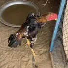 ديك شامو ياباني