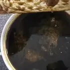 عسل طلحة الحجاز