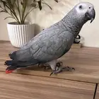 ببغاء كاسكو تم البيع ..