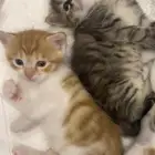 كتن تبني
