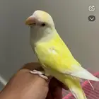 انثى  روز منتجه شرط عمرها سنه