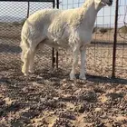 مشروع فحل صنف طيب وساس ابوه من حلال صالح زويد الوذيناني