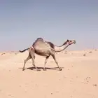 ذود جمله للبيع