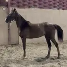 فرس شعبية شقراء
