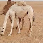 بكره مفروده