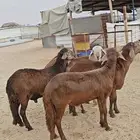سواكن حمري درجة اولى جذعان