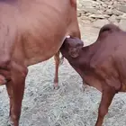 بقر متابيع جبليه شرط