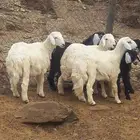 طليان 3 للبيع