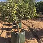 زيت زيتون البيع