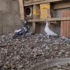 أزواج حمام باكستاني