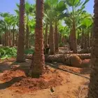 يوجد لدينا نخل عربي واشنطني خلاص ملوكي روثانا برحي سكري نبوت