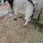 شاه مسوي لبن