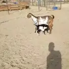 عنز مرخا بحمره يتبعها 2 بهم ب 2500 ريال نهائي