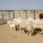 10 غنم حريات صغار أسنان يتبعها 7 بهم