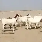 29 ماعز حجازيات يتبعها 13 بهم