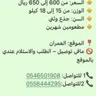 للبيع غنم بَرابر ذبايح السعر  من 600 إلى 650 ريال