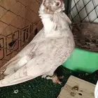 حمام
