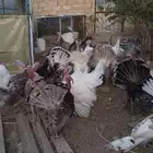 ديك رومي