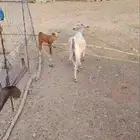 عنز تحتها أنثى