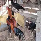 دجاج شامو
