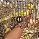 دره هولندي لاتينو