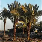 يوجد لدينا نخل عربي واشنطني خلاص ملوكي روثانا برحي سكري نبوت